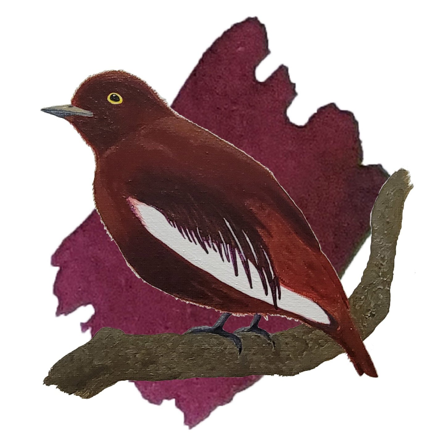 Pompadour Cotinga Burgundy