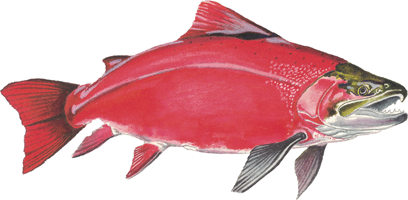 Anderillium - Sockeye Salmon