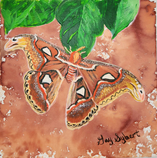 Anderillium - Atlas Moth Brown