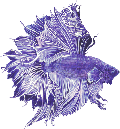 Anderillium - Betta Fish Purple