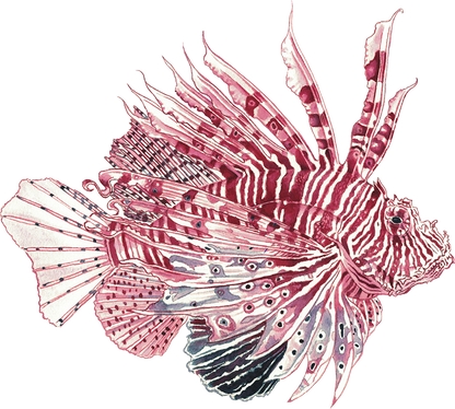 Anderillium - Lionfish Maroon
