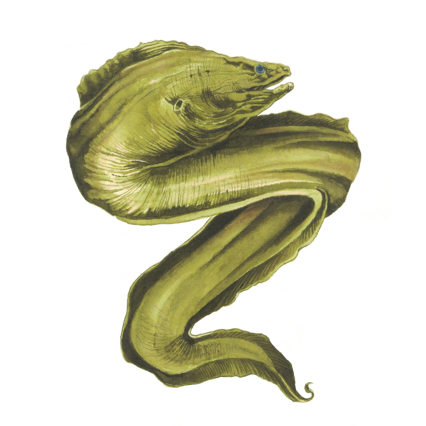 Anderillium - Moray Eel Green