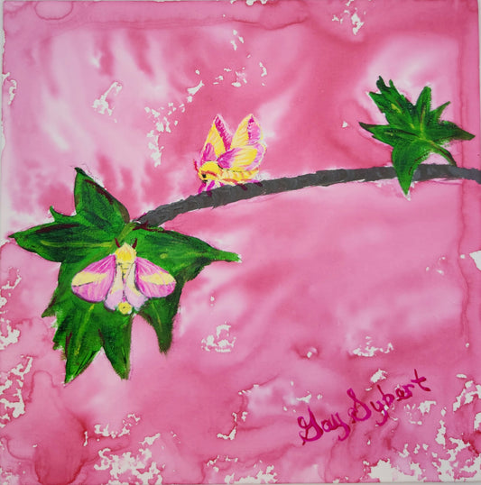 Anderillium - Rosy Maple Moth Pink