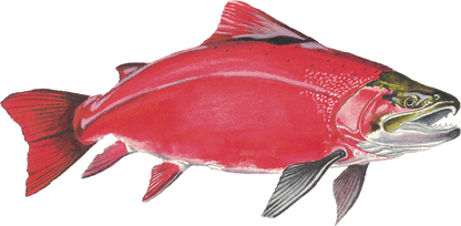 Anderillium - Sockeye Salmon