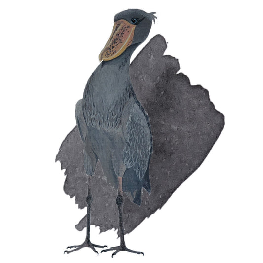 Shoebill Stork Grey