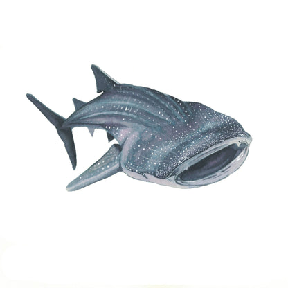 Anderillium - Whale Shark Grey